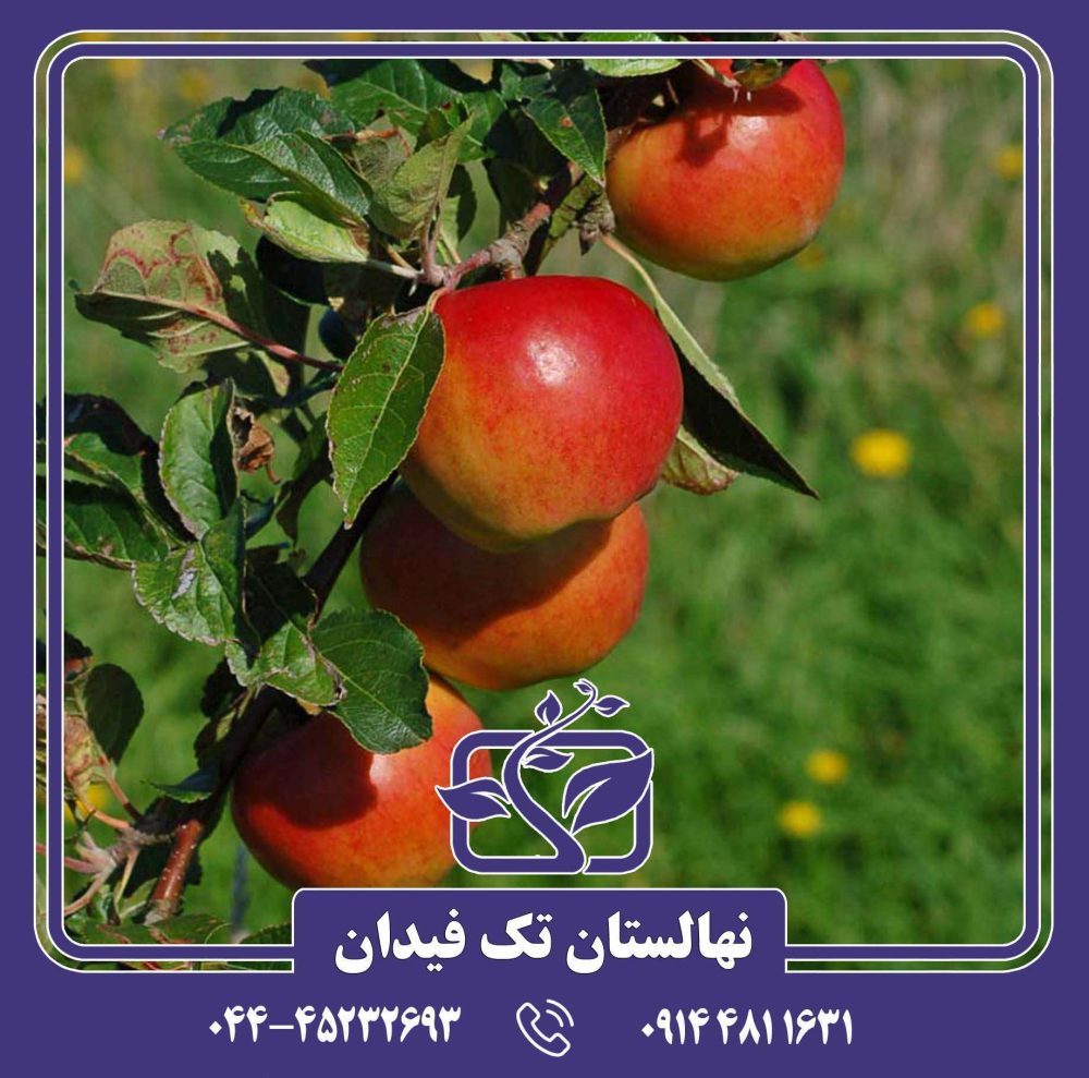 نهال سیب پریما - Image 3