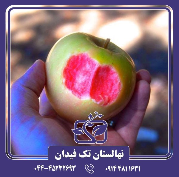 نهال سیب پینک پرل