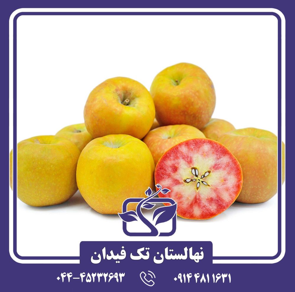 نهال سیب پینک پرل - Image 5