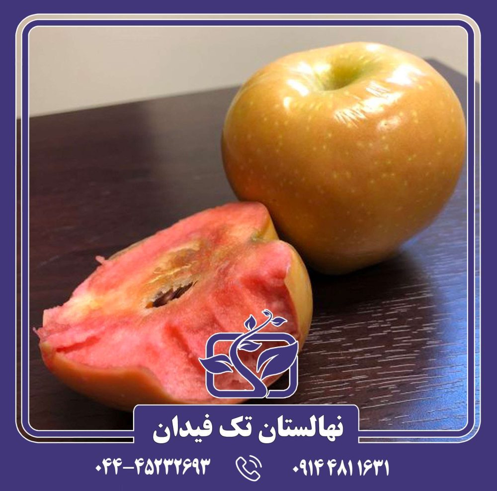 نهال سیب پینک پرل - Image 2