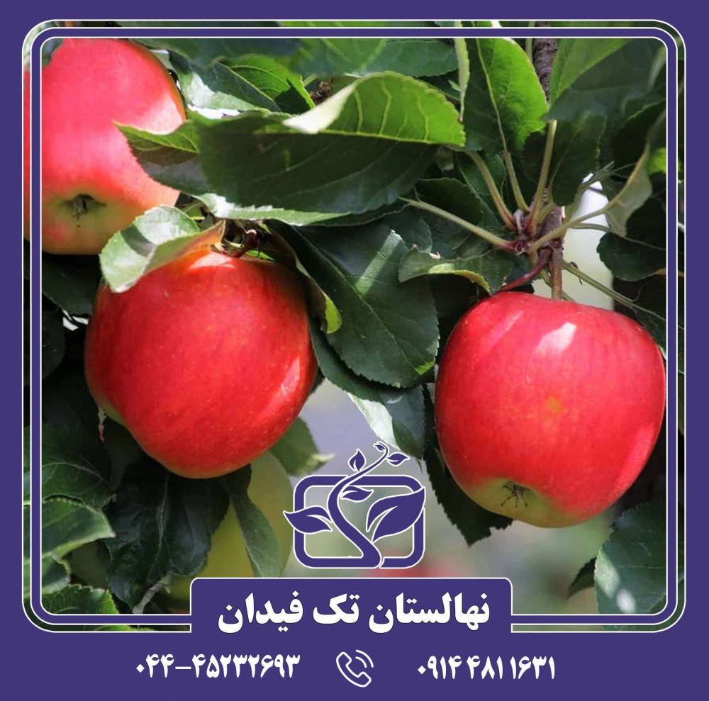 نهال سیب پینک پرل - Image 3