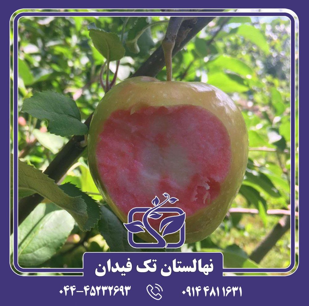 نهال سیب پینک پرل - Image 4