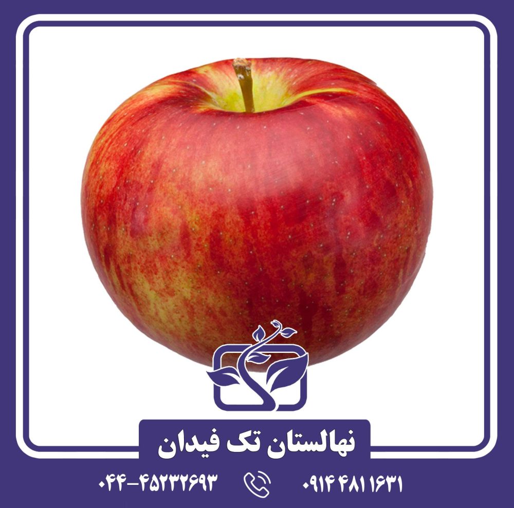 خرید نهال سیب کرتلند