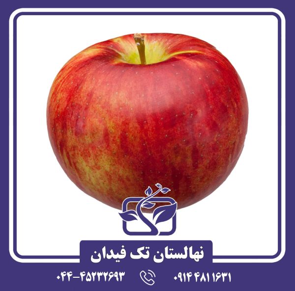 خرید نهال سیب کرتلند