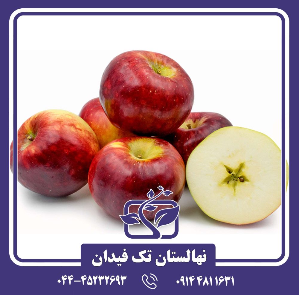 نهال سیب کرتلند