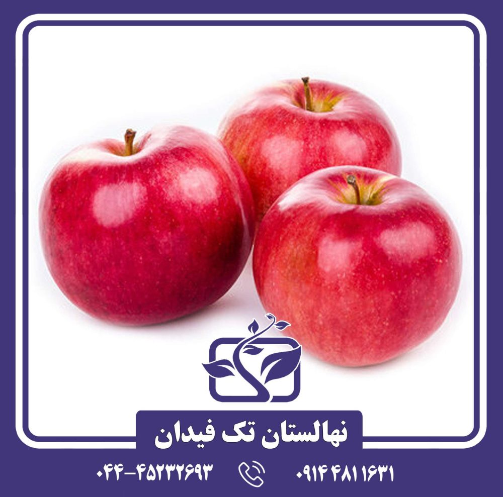 نهال سیب کرتلند - Image 2