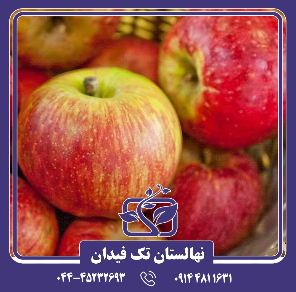 نهال سیب کرتلند