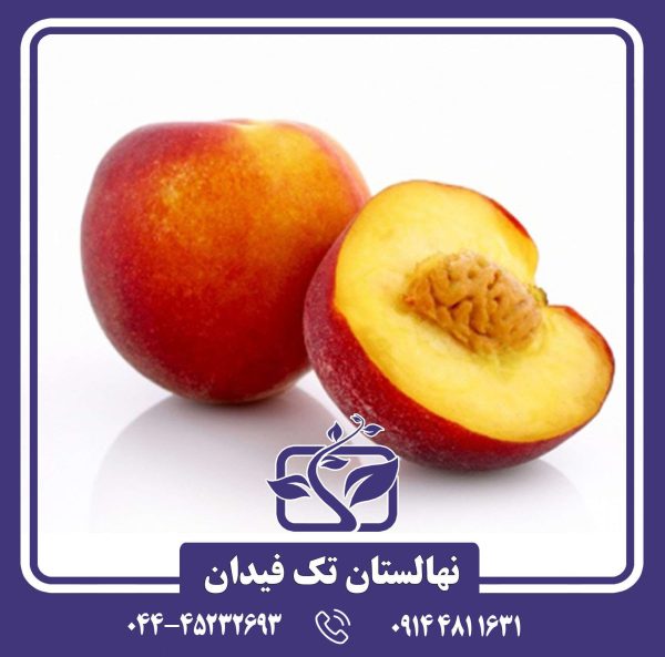 نهال شلیل استارک ردگلد