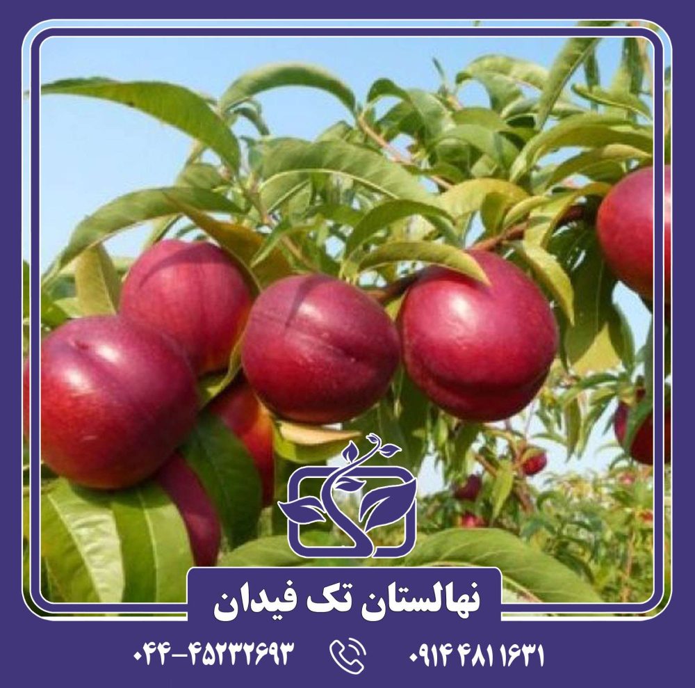 نهال شلیل استارک ردگلد