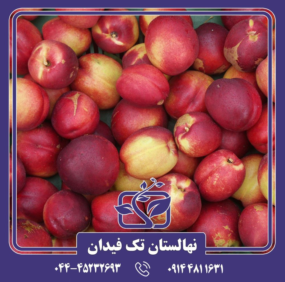 نهال شلیل استارک ردگلد