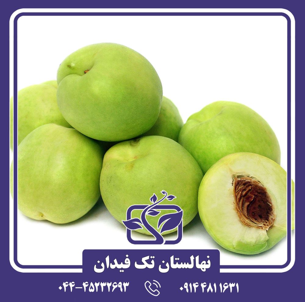 نهال شلیل سفید