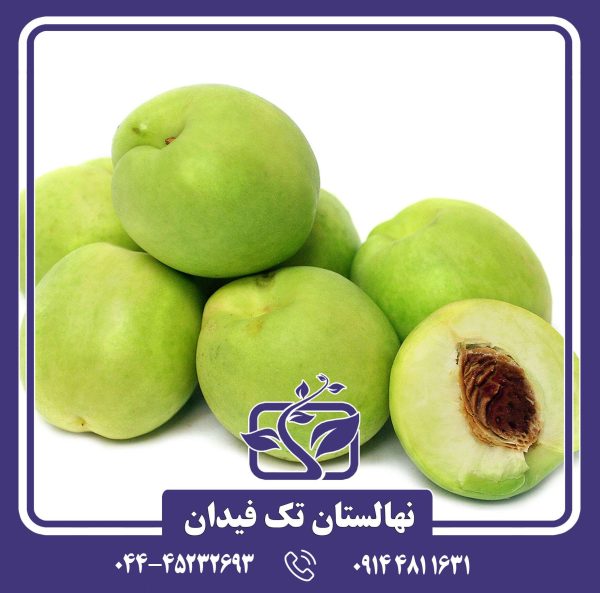 نهال شلیل سفید