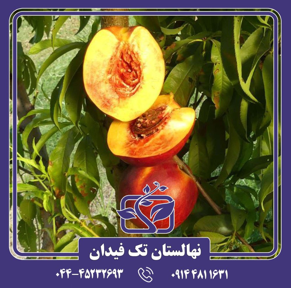 نهال شلیل فانتازیا