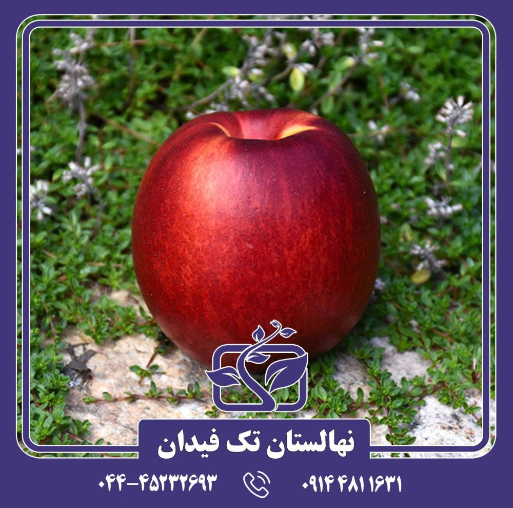 نهال شلیل فانتازیا