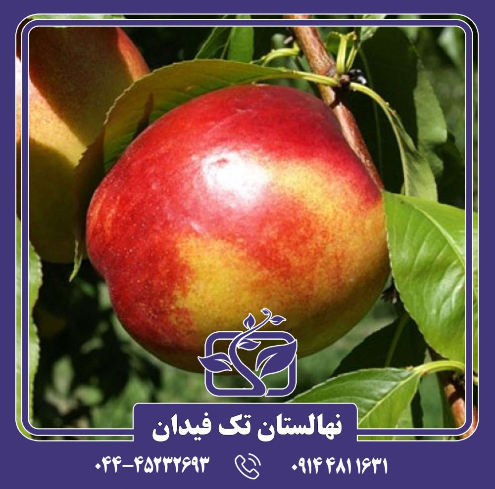 نهال شلیل فانتازیا