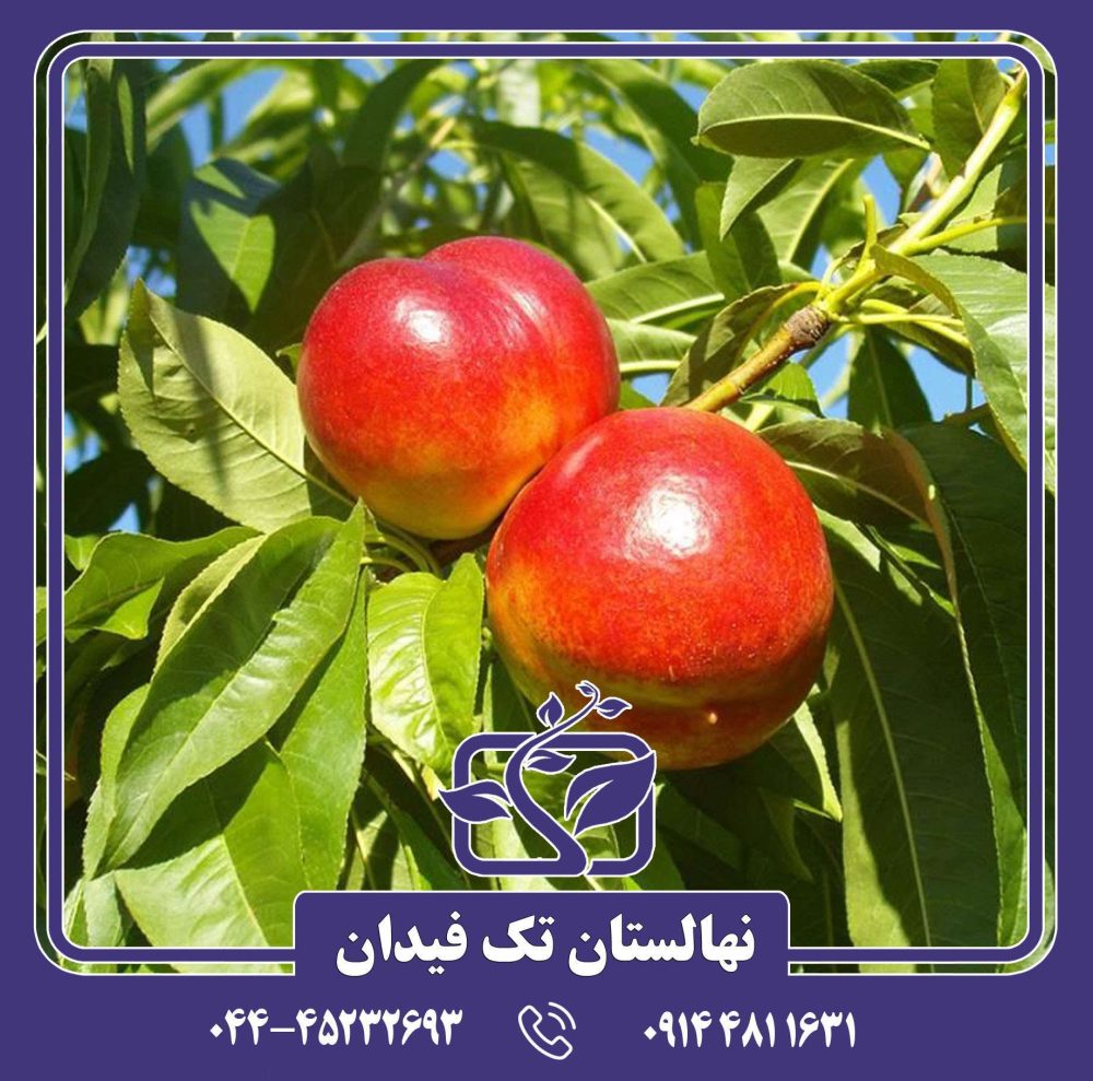 نهال شلیل فانتازیا