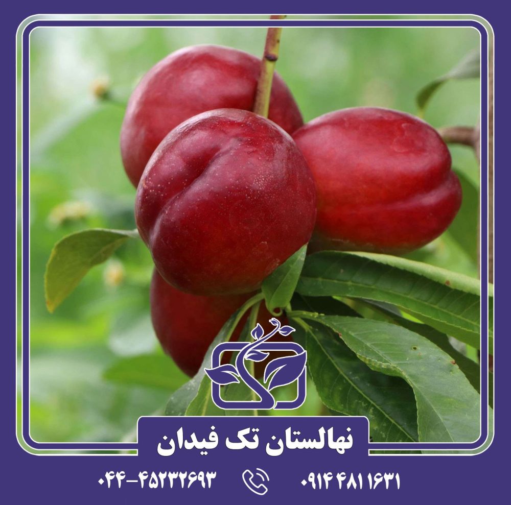 نهال شلیل کریسمون گلد