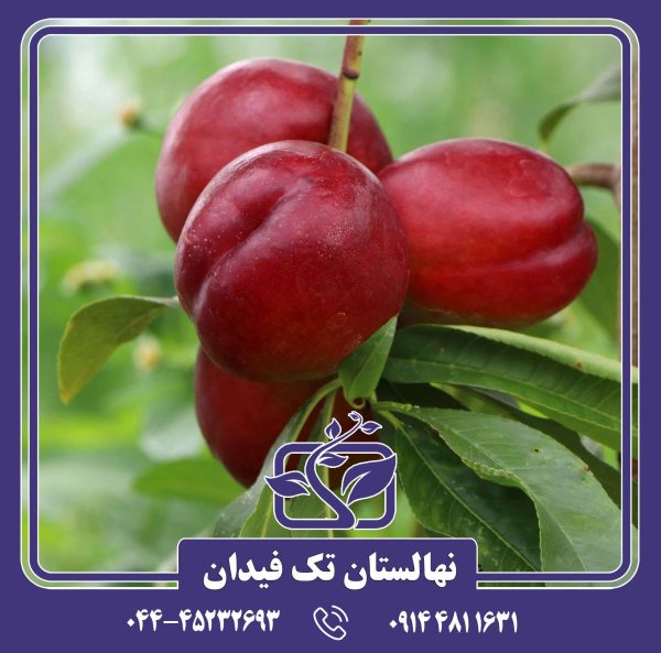 نهال شلیل کریسمون گلد