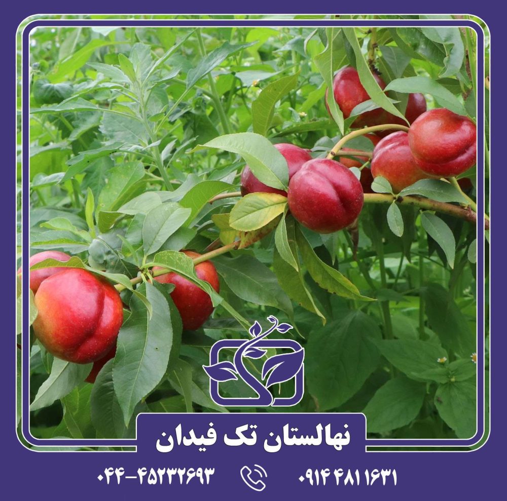 نهال شلیل استارک ردگلد