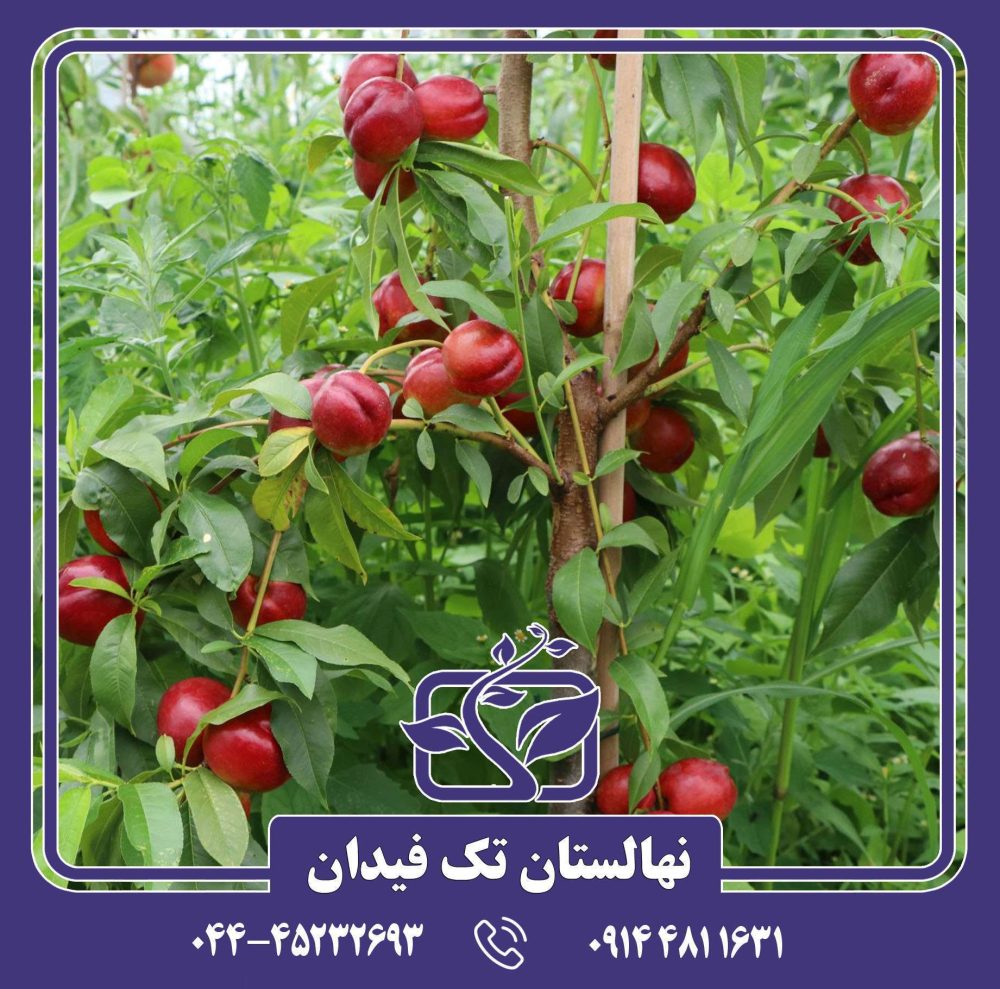 نهال شلیل استارک ردگلد