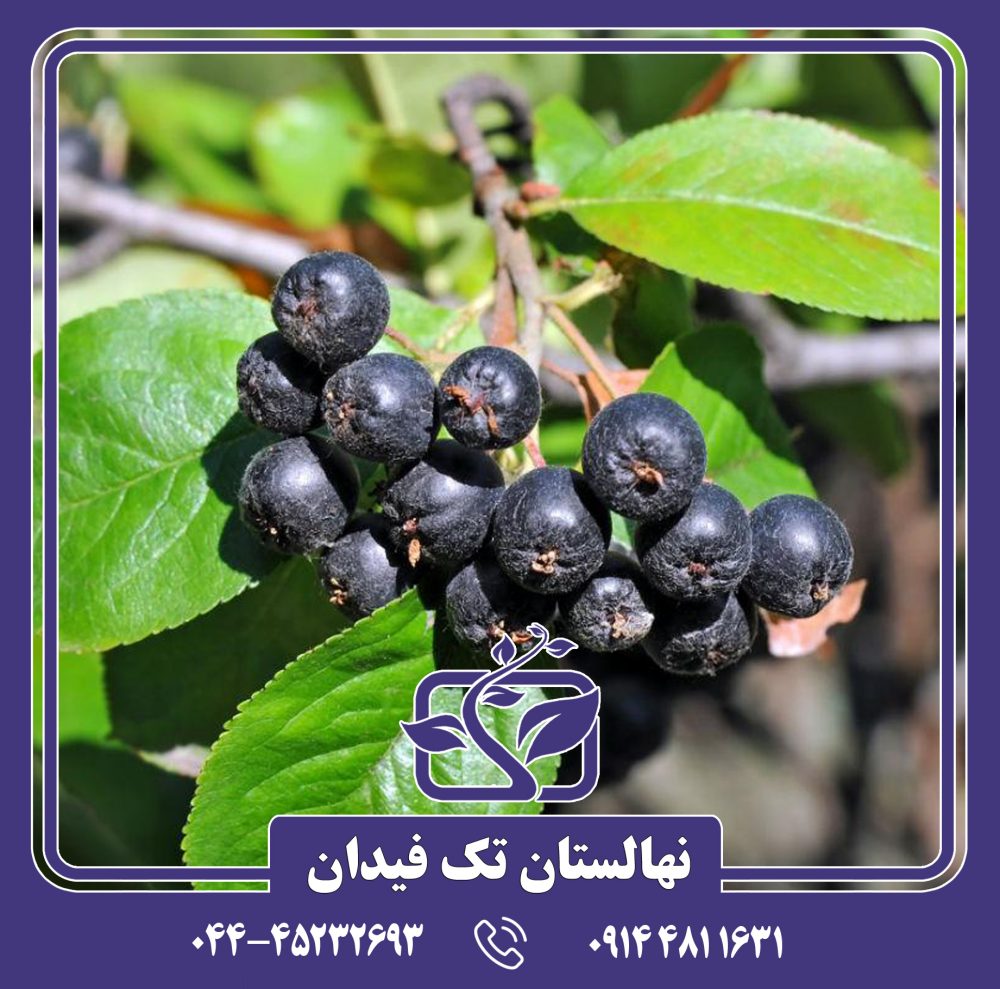 نهال فندق آرونیا بری