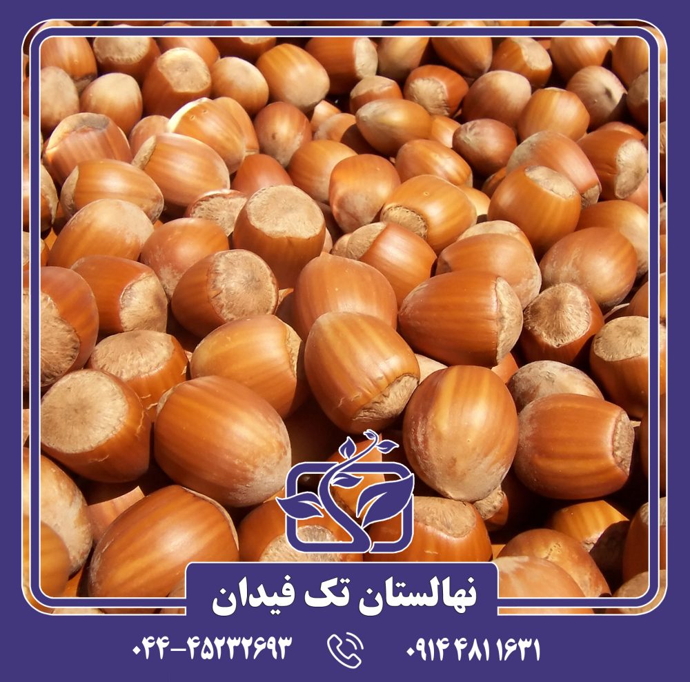 نهال فندق زرآبادی