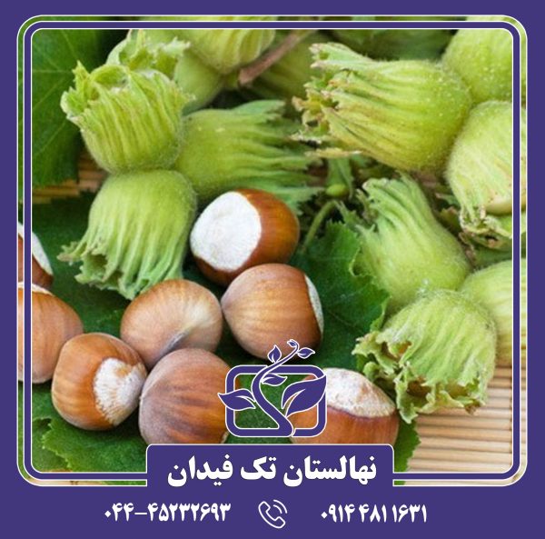 نهال فندق زرآبادی