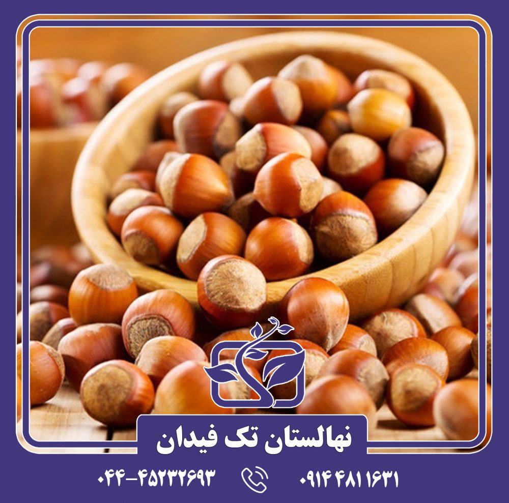 نهال فندق زرآبادی