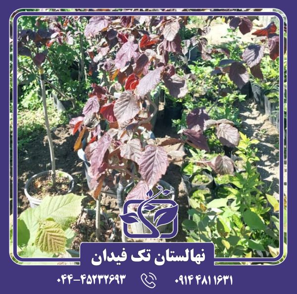 نهال فندق قرمز