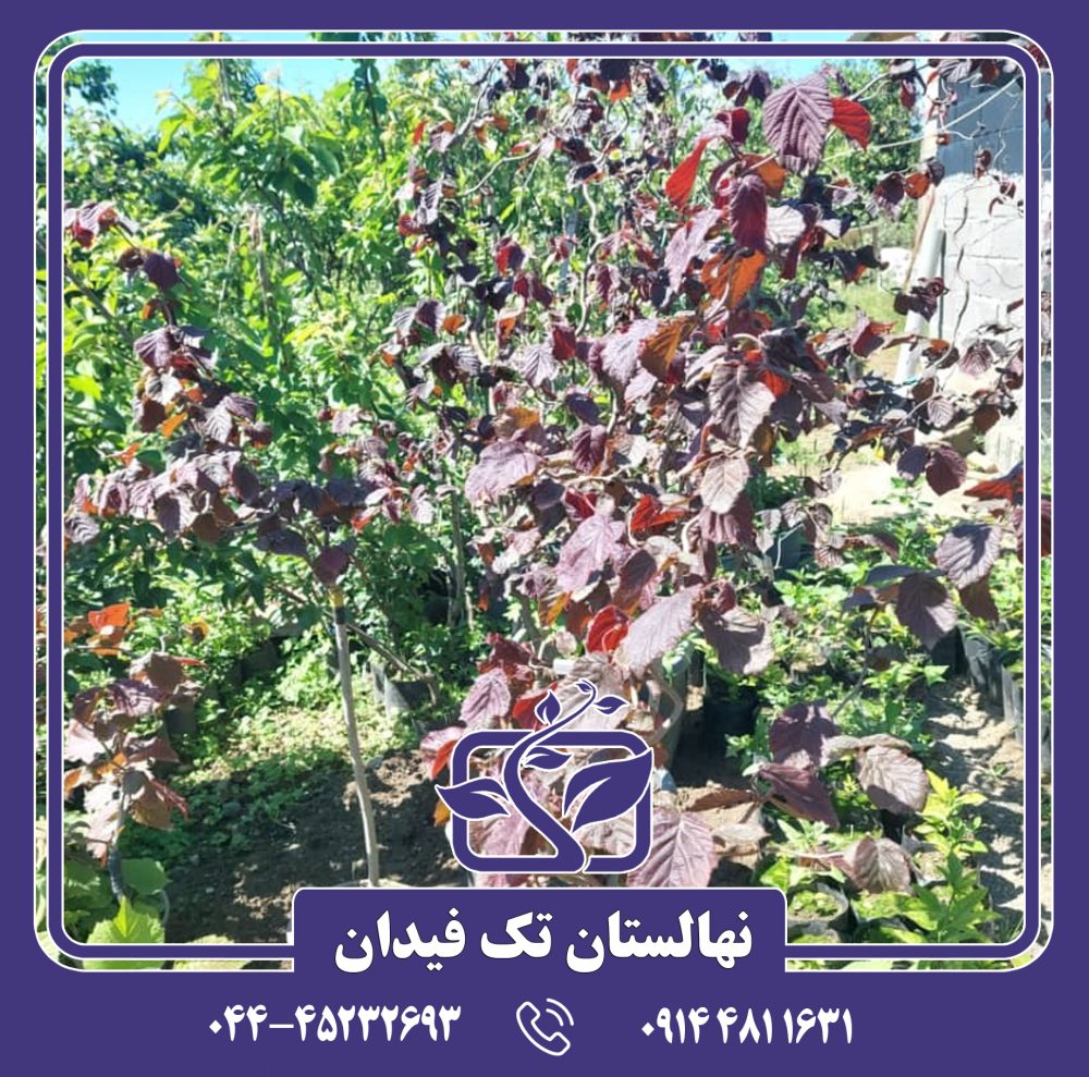 نهال فندق قرمز