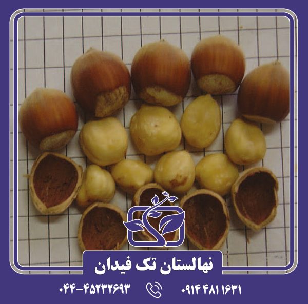 نهال فندق نقرت