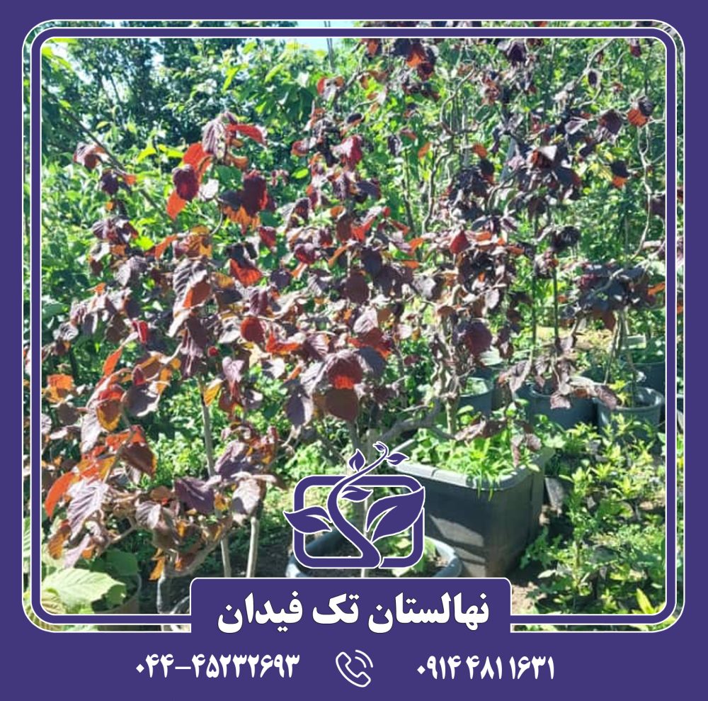 نهال فندق چتری