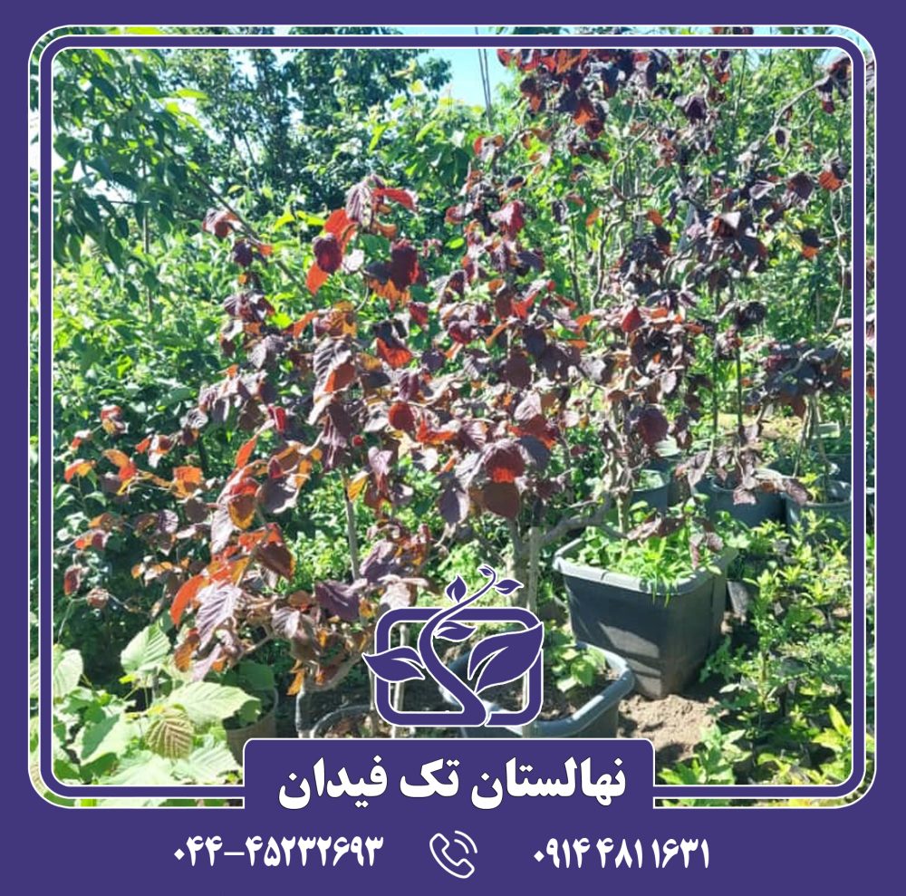 نهال فندق چتری