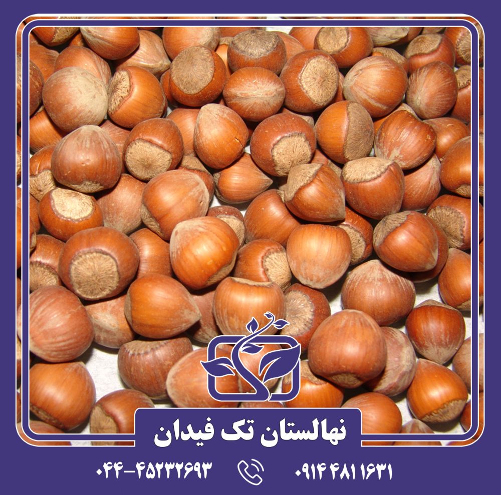 نهال فندق چتری