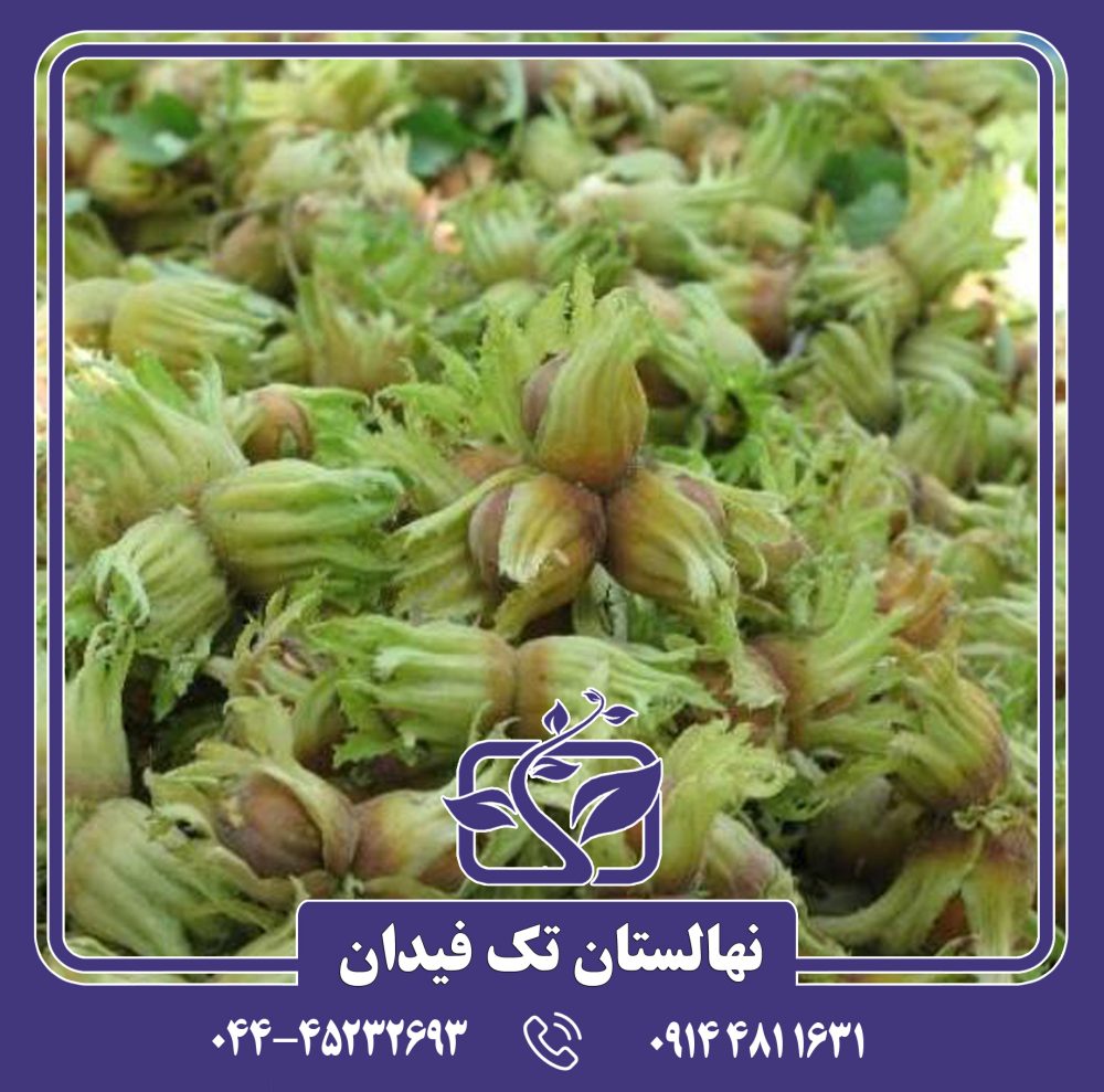 نهال فندق گرد اشکور