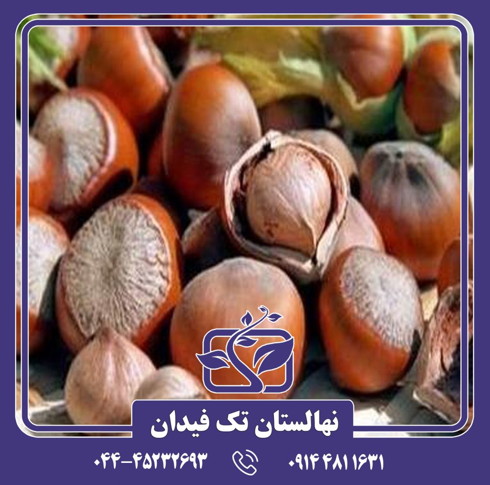 نهال فندق گرد اشکور