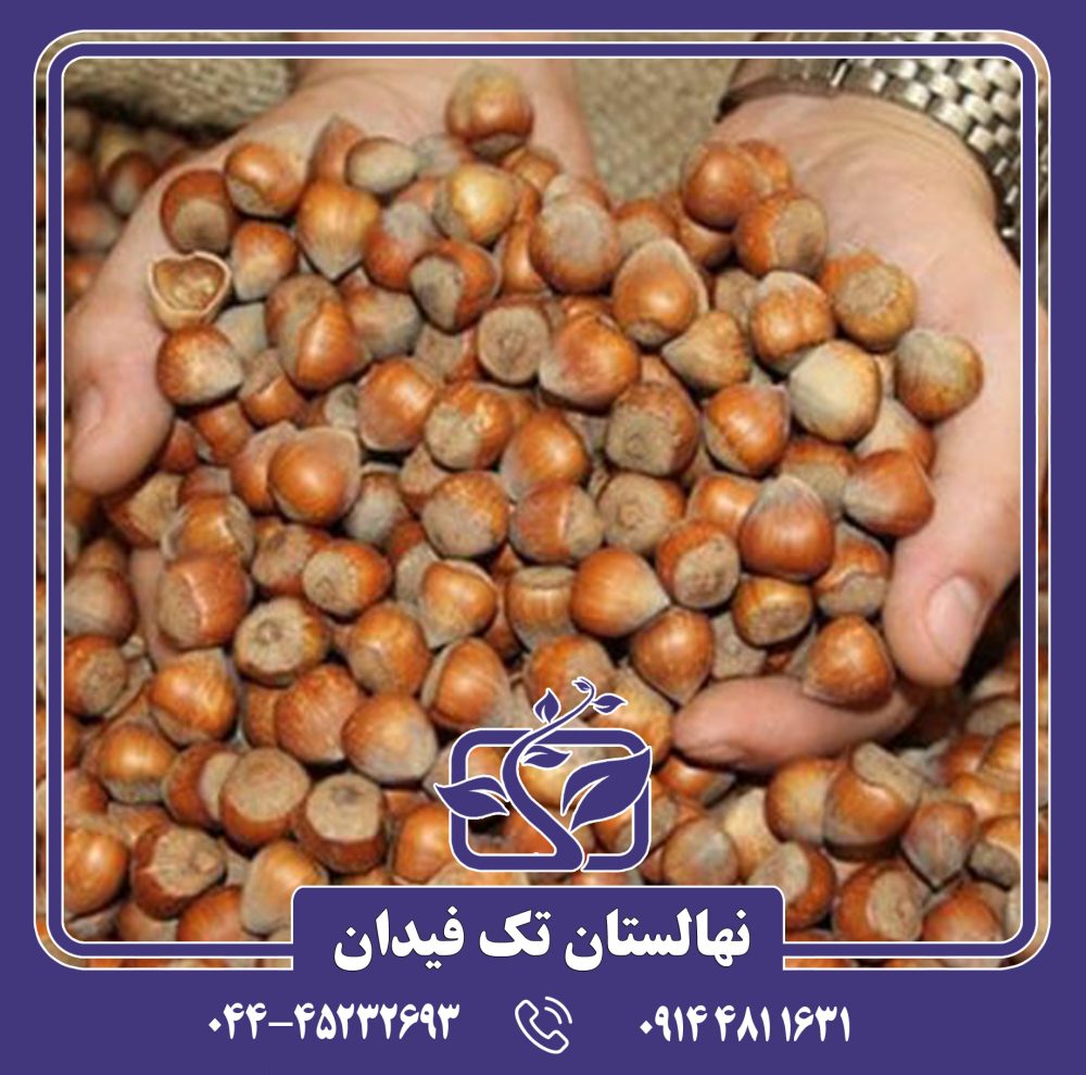 نهال فندق گرد اشکور