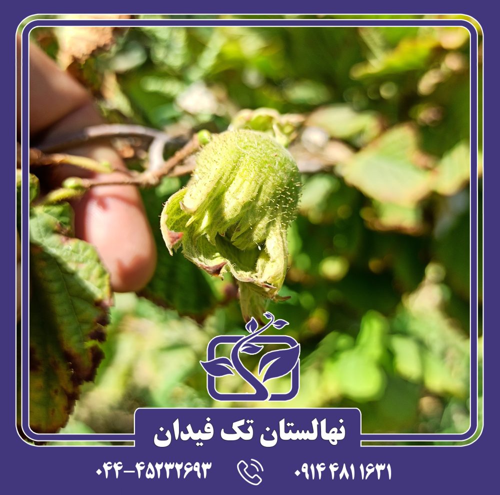 نهال فندق گرد اشکور