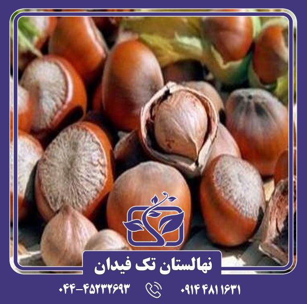 نهال فندق گرد اشکور