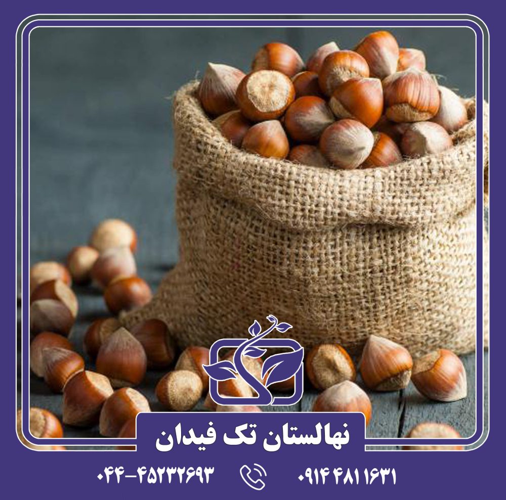 نهال فندق گرچه