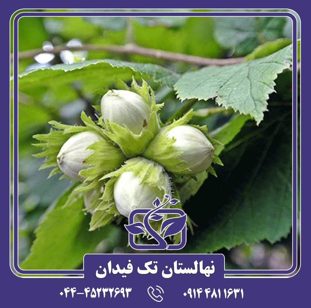 نهال فندق گرچه