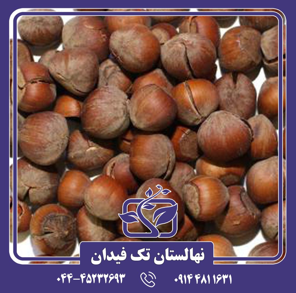 نهال فندق گرچه