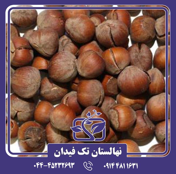 نهال فندق گرچه