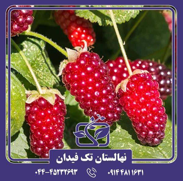 نهال لوگان بری