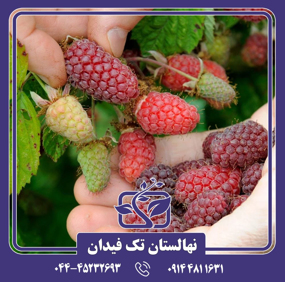 نهال لوگان بری