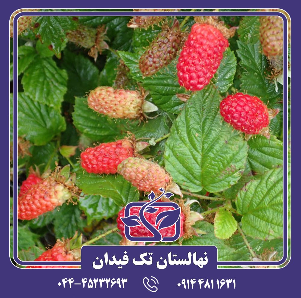 نهال لوگان بری