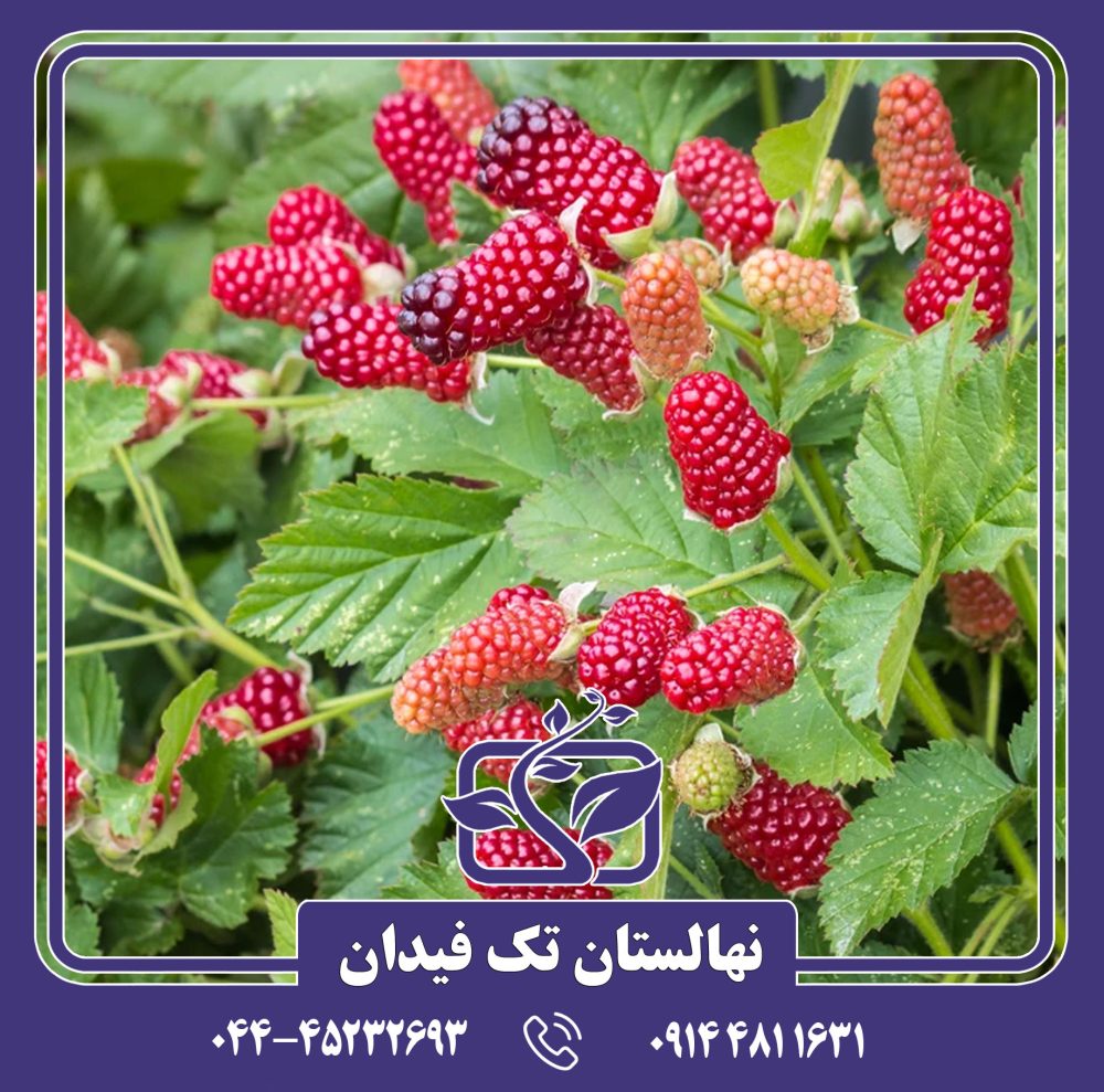 نهال لوگان بری