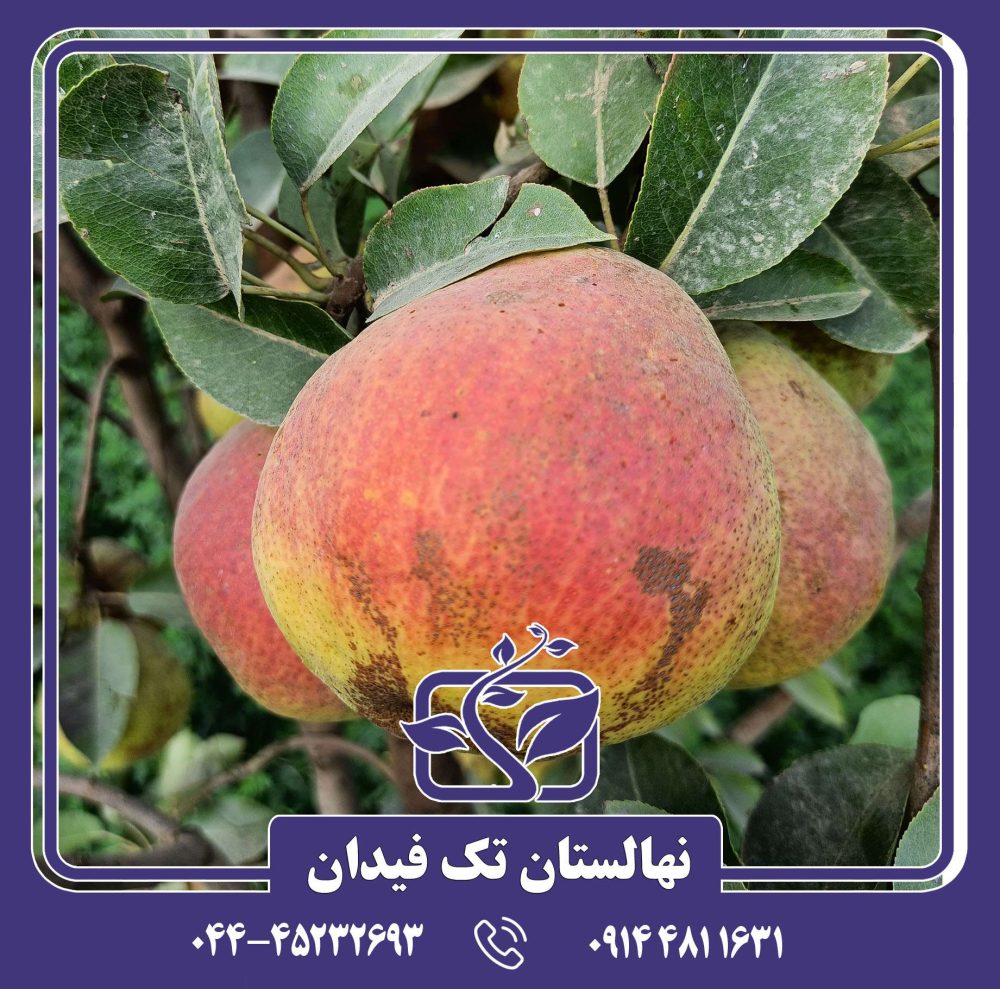 خرید نهال گلابی مارگارت ماریللا