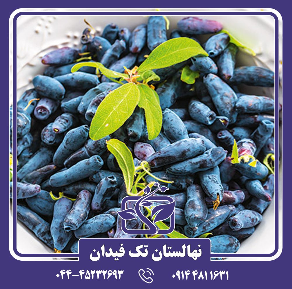 نهال هانی بری