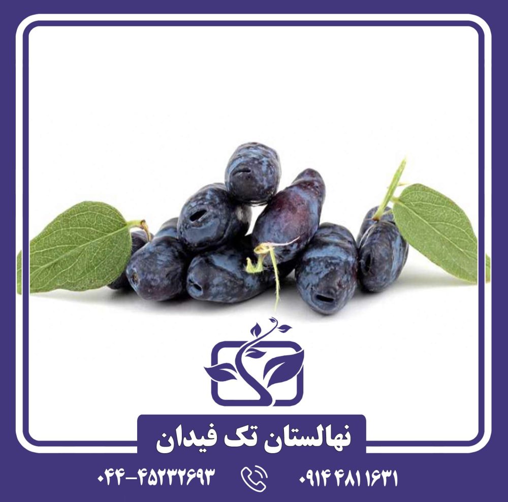 نهال هانی بری